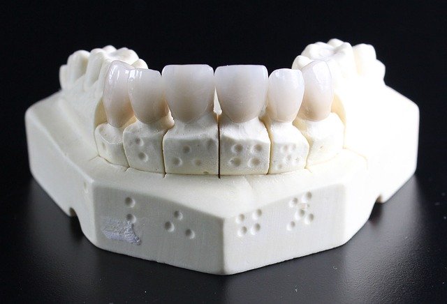 下顎付き歯の模型