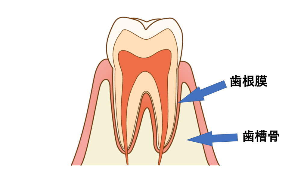 歯根膜と歯槽骨を示す絵